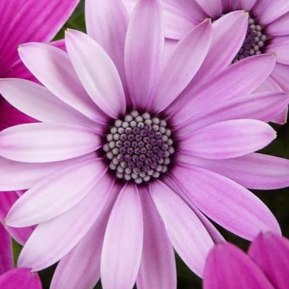 Meet your Posher, Kiersten - Picture 1 of 1